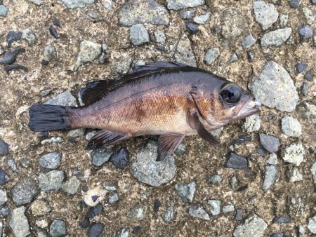 雨のあとの夕まずめ